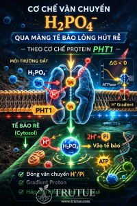 Cơ chế vận chuyển H₂PO₄⁻ qua màng tế bào lông hút rễ – theo cơ chế protein PHT1