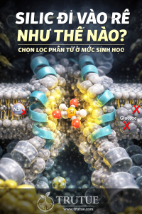Hệ vận chuyển Silic qua màng tế bào rễ bằng protein Lsi1 và Lsi2