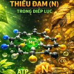 MÔ PHỎNG 3D CƠ CHẾ PHÂN TỬ THIẾU ĐẠM (N) TRONG DIỆP LỤC