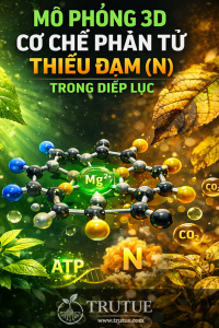 MÔ PHỎNG 3D CƠ CHẾ PHÂN TỬ THIẾU ĐẠM (N) TRONG DIỆP LỤC