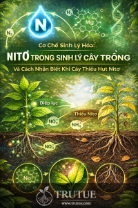 NITƠ TRONG SINH LÝ CÂY TRỒNG VÀ CÁCH NHẬN BIẾT KHI CÂY THIẾU HỤT NITƠ