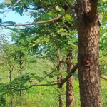 TRUY CẬP CƠ SỞ DỮ LIỆU HƠN 1.6 TRIỆU LOÀI THỰC VẬT TRÊN TOÀN CẦU