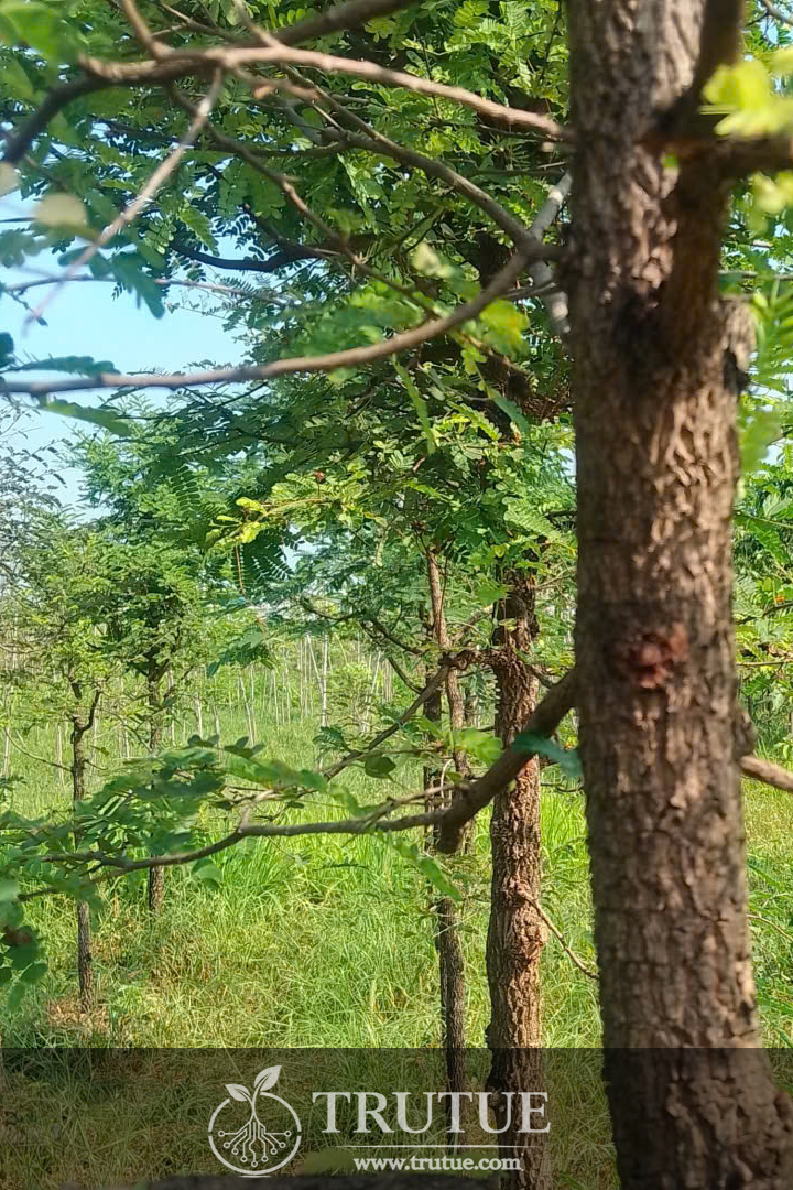 TRUY CẬP CƠ SỞ DỮ LIỆU HƠN 1.6 TRIỆU LOÀI THỰC VẬT TRÊN TOÀN CẦU