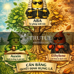 Tam quyền phân lập ABA, Auxin và Ethylene