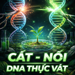 Cắt – Nối DNA Thực Vật