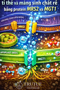 Hệ vận chuyển Mg²⁺ qua màng ti thể và màng sinh chất rễ bằng protein MRS2 và MGT1